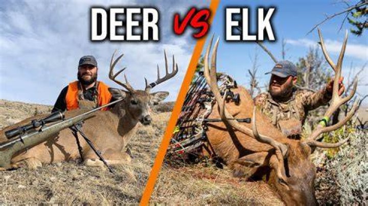 Elk and Deer Hunting in Wyoming Image