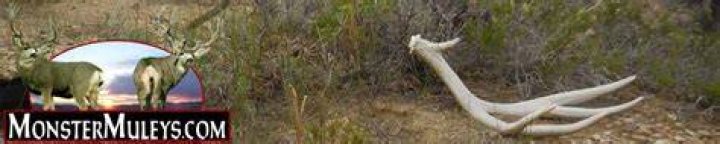 monster muleys forum